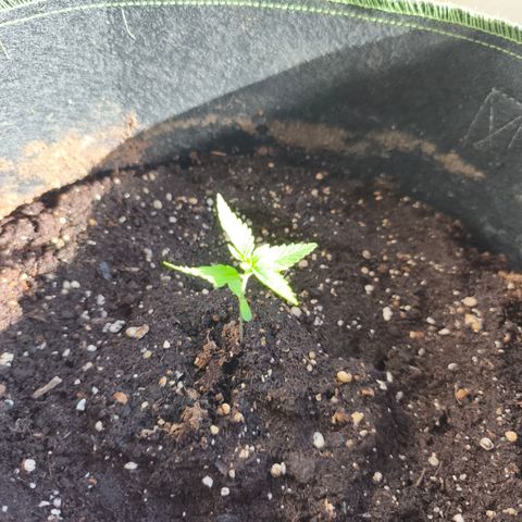 LSD Auto growlog timeline photo