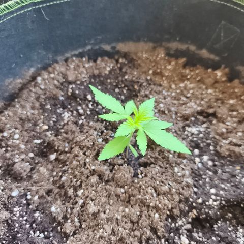 LSD Auto growlog timeline photo