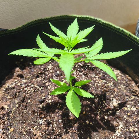 LSD Auto growlog timeline photo