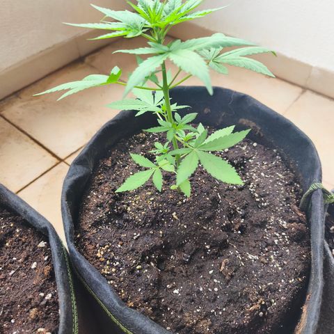 LSD Auto growlog timeline photo