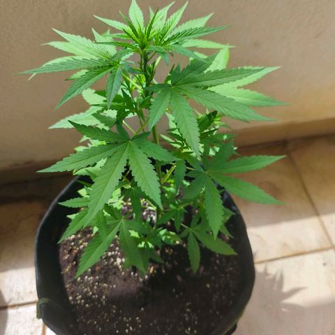 LSD Auto growlog timeline photo