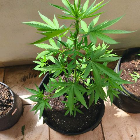 LSD Auto growlog timeline photo