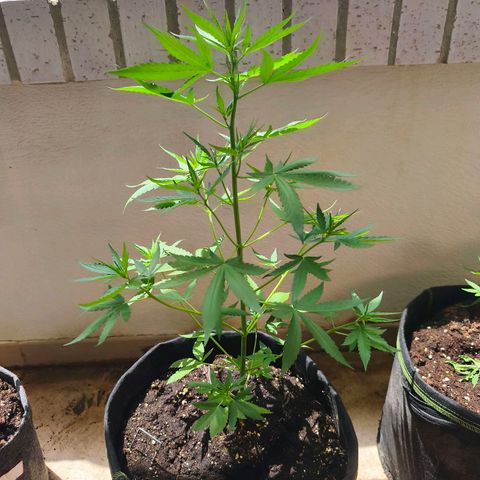 LSD Auto growlog timeline photo