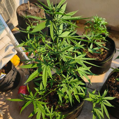 LSD Auto growlog timeline photo