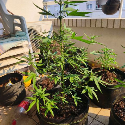 LSD Auto growlog timeline photo