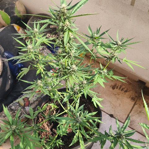 LSD Auto growlog timeline photo