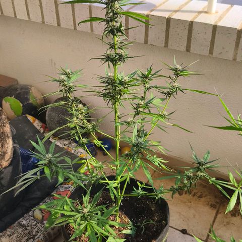 LSD Auto growlog timeline photo