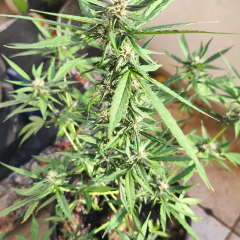 LSD Auto growlog timeline photo