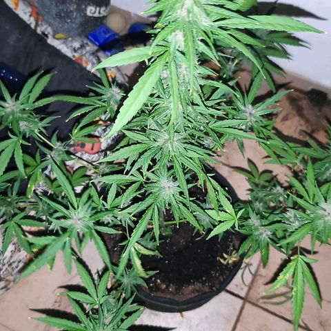 LSD Auto growlog timeline photo