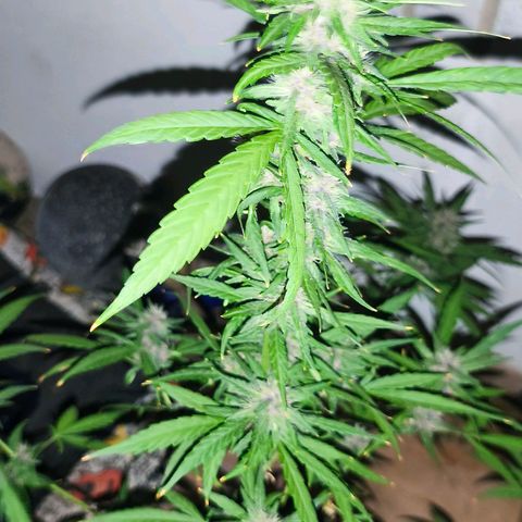 LSD Auto growlog timeline photo