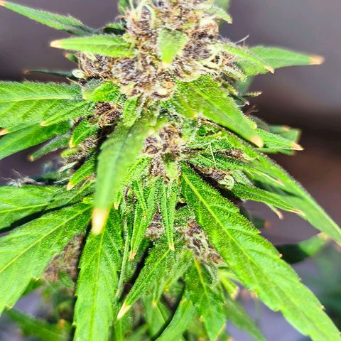 LSD Auto growlog timeline photo
