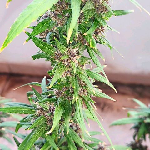 LSD Auto growlog timeline photo