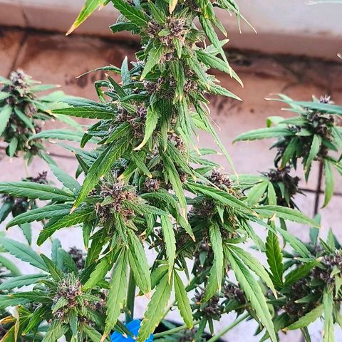 LSD Auto growlog timeline photo