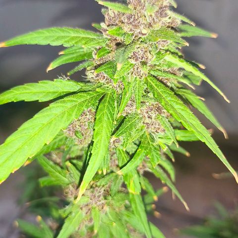 LSD Auto growlog timeline photo