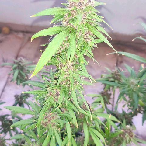 LSD Auto growlog timeline photo