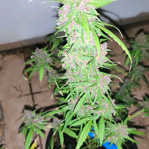 LSD Auto growlog timeline photo