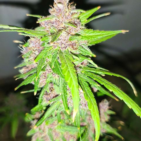 LSD Auto growlog timeline photo