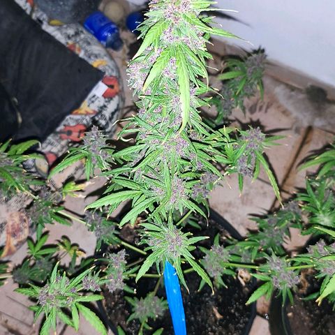 LSD Auto growlog timeline photo