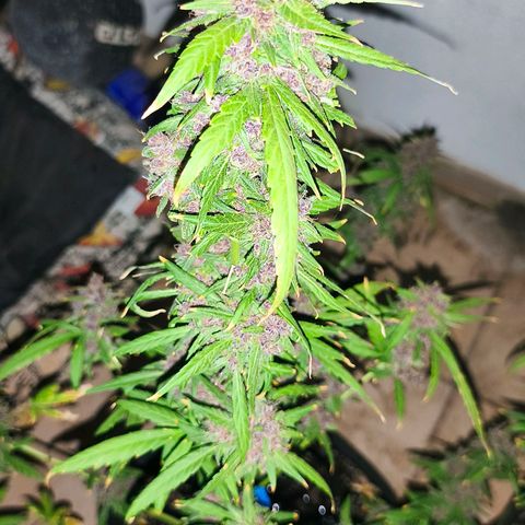 LSD Auto growlog timeline photo