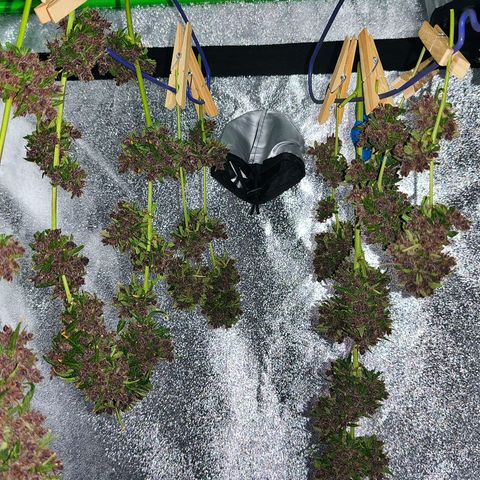 LSD Auto growlog timeline photo