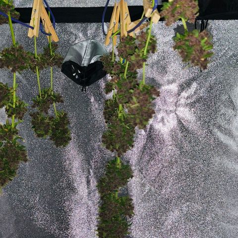 LSD Auto growlog timeline photo