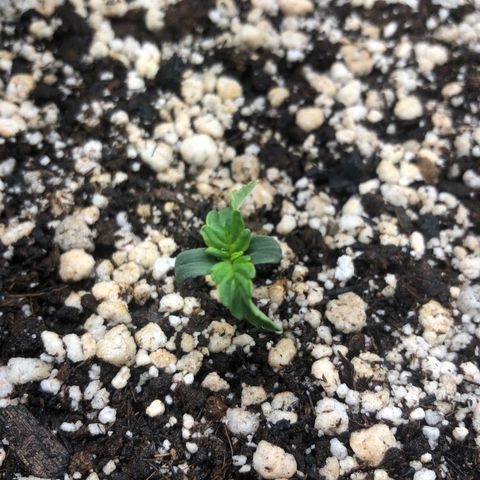 Skywalker haze growlog timeline photo