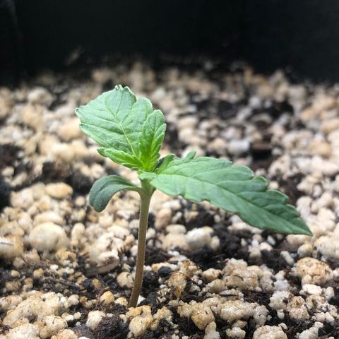 Skywalker haze growlog timeline photo
