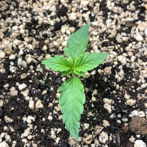 Skywalker haze growlog timeline photo
