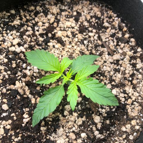 Skywalker haze growlog timeline photo