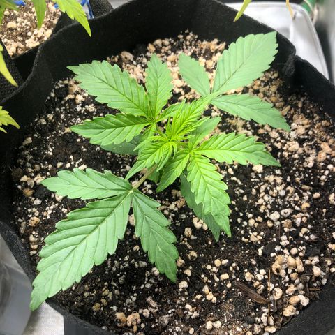 Skywalker haze growlog timeline photo