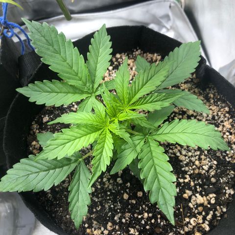 Skywalker haze growlog timeline photo