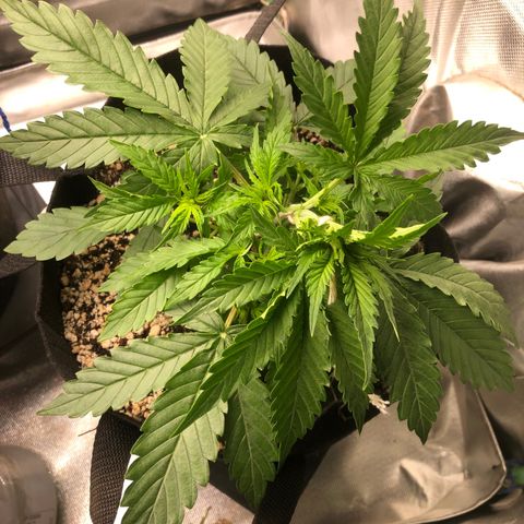 Skywalker haze growlog timeline photo