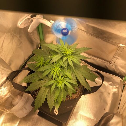 Skywalker haze growlog timeline photo
