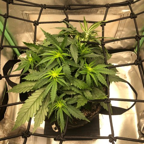 Skywalker haze growlog timeline photo