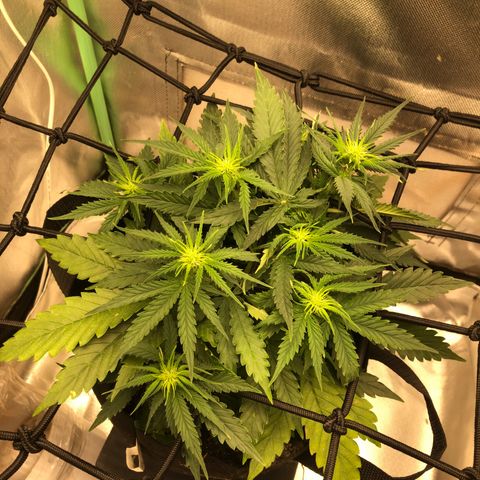 Skywalker haze growlog timeline photo
