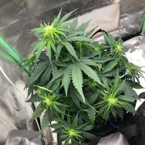 Skywalker haze growlog timeline photo