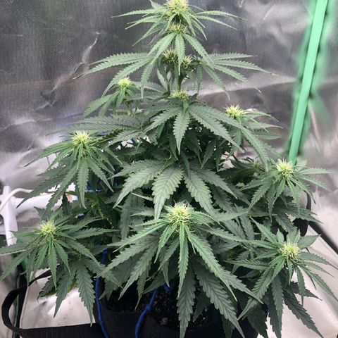 Skywalker haze growlog timeline photo