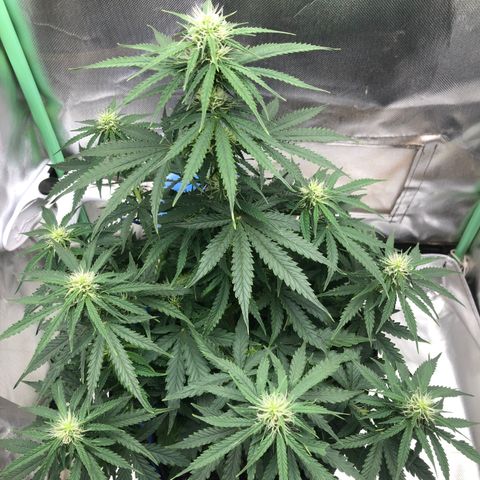 Skywalker haze growlog timeline photo