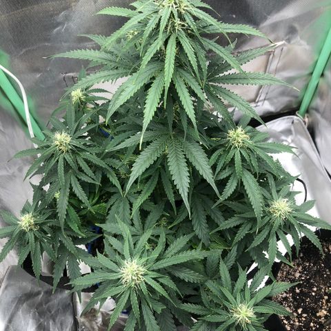 Skywalker haze growlog timeline photo