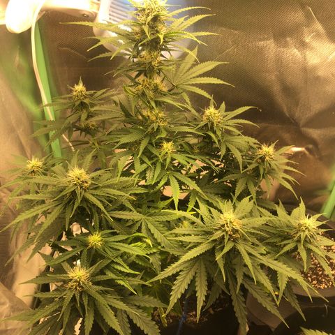 Skywalker haze growlog timeline photo