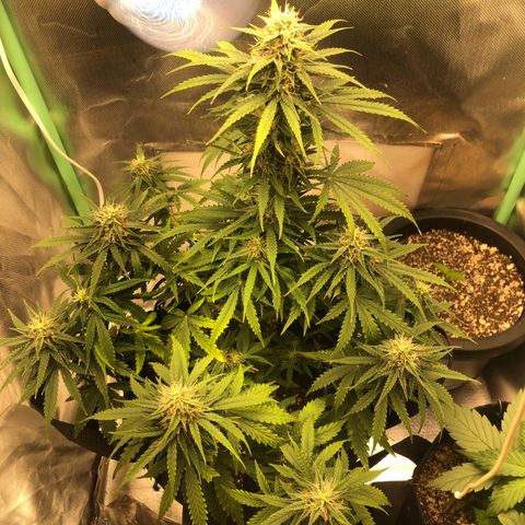 Skywalker haze growlog timeline photo