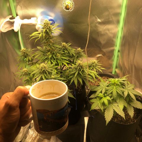 Skywalker haze growlog timeline photo