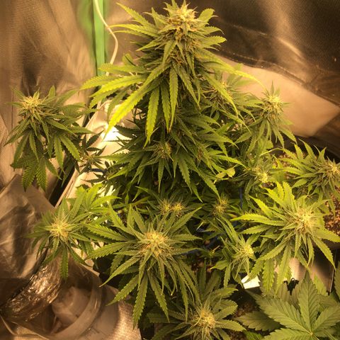 Skywalker haze growlog timeline photo