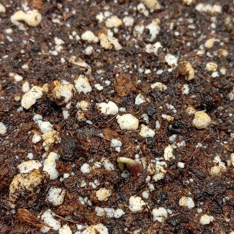 Golden Storm  growlog timeline photo