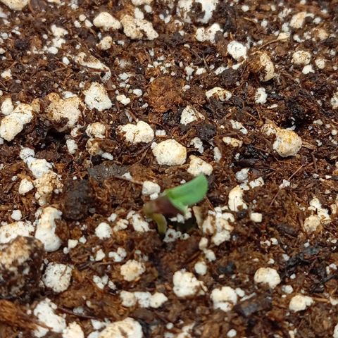 Golden Storm  growlog timeline photo