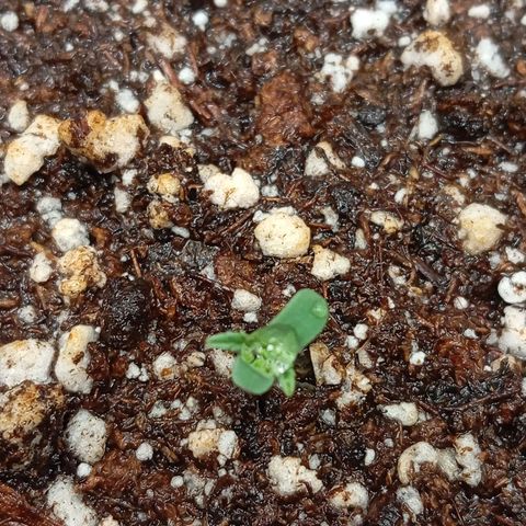 Golden Storm  growlog timeline photo