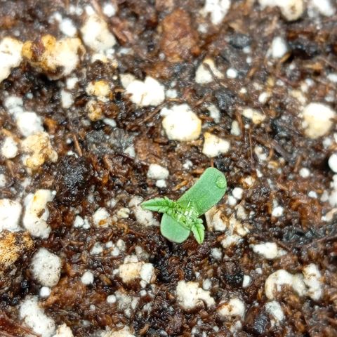 Golden Storm  growlog timeline photo