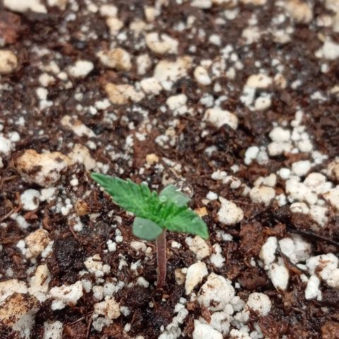 Golden Storm  growlog timeline photo
