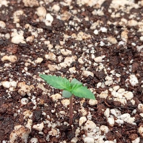 Golden Storm  growlog timeline photo