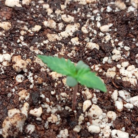 Golden Storm  growlog timeline photo